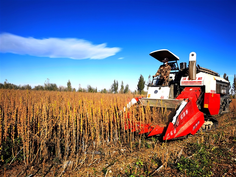 河南芝麻产业为啥“节节高”