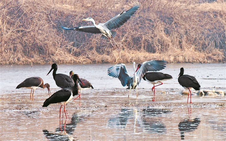 关注第30个世界湿地日丨今年，鸟儿又来过冬了